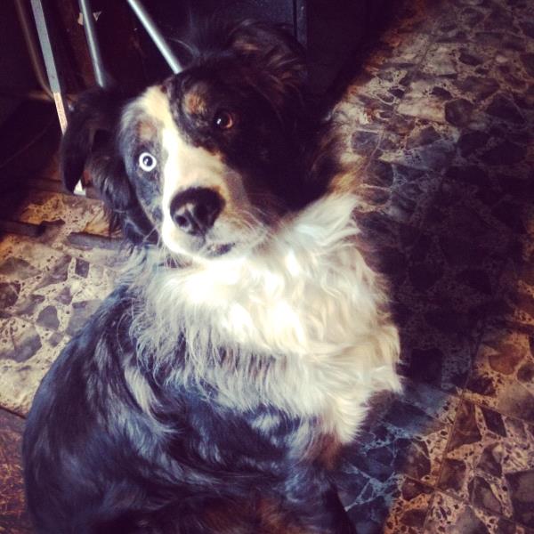 /images/uploads/griffin pond animal shelter/loveyourpet2018/entries/6579thumb.jpg